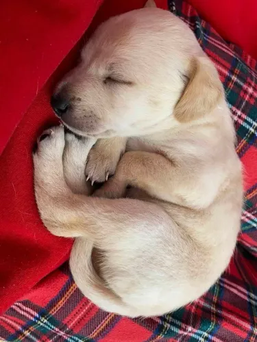 Doa-se filhote de labrador