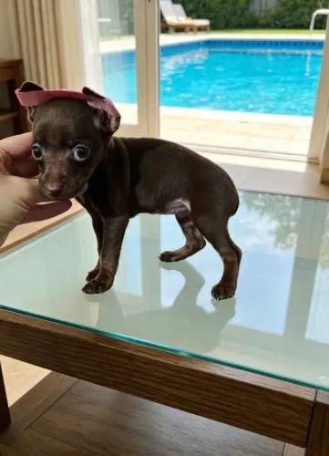 PINSCHER Fofura em Tamanho Pequeno