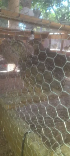 Codornas