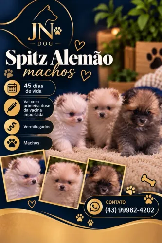 Spitz alemão machos
