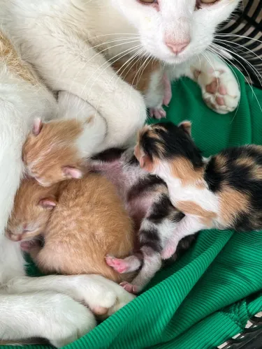 Doa-se filhotes de gatos