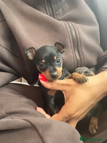Cãozinho Pinscher/Pincher dócil e saudável pronto para o novo lar sp