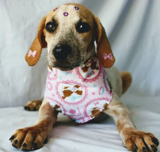 Cachorrinhos para adoção