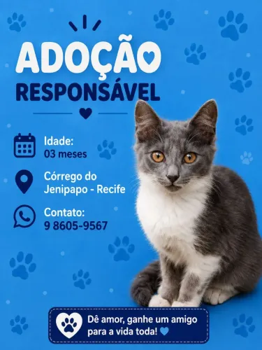 Adoção de Gatinho