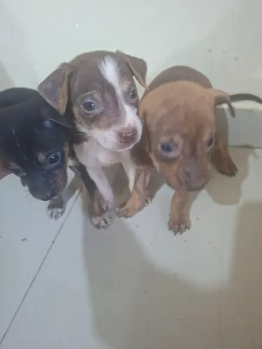 Filhotes para doação 