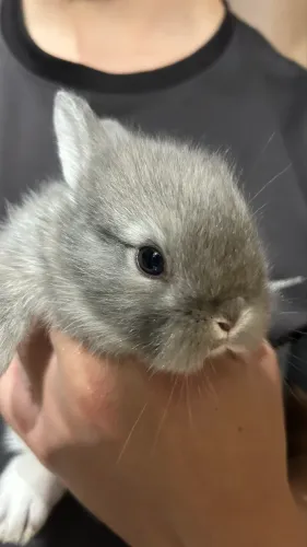 FILHOTES DE COELHOS DOAÇÃO