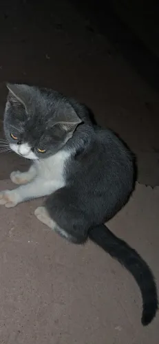 Gata persa com Himalaia
