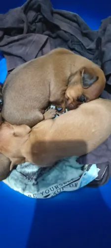 Vendo filhote macho de Pincher