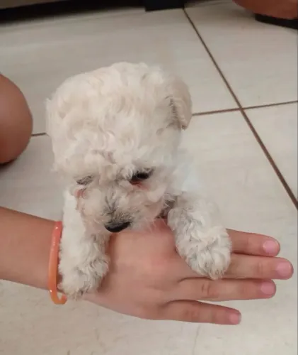 Poodle macho