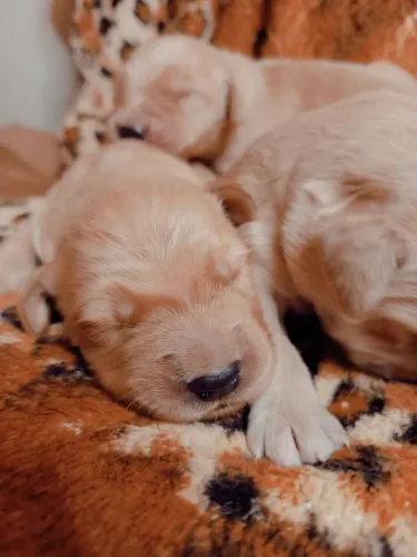 Filhotes de Golden retriever puros