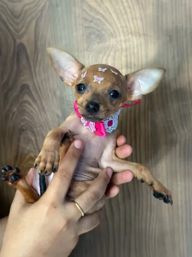 Pinscher mini ? Preto e marronzinha! Pronta entrega 