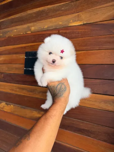 Lulu da pomerania anão fêmea