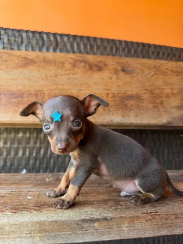 Pinscher MACHO disponível