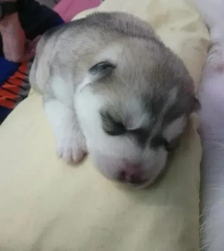 Filhotes de Husky Siberiano | Carinhas encantadoras e muita vivacidade