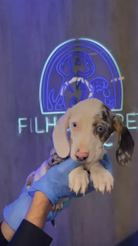 Dachshund arlequim maravilhoso