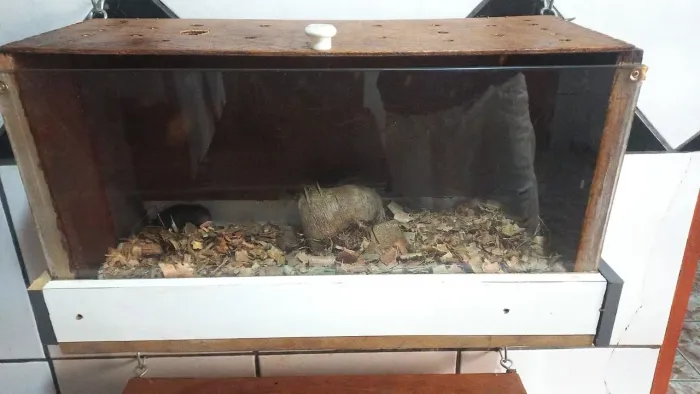 Terrario completo com hamster 