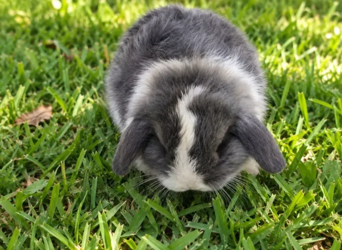 Coelha raça Mini Lop
