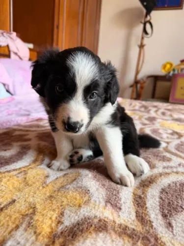 Linda Fêmea de Border Collie (60 dias) - Pronta para o novo lar! ?
