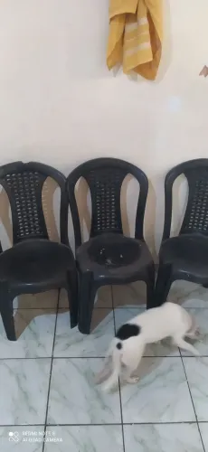 4 cadeiras plástica