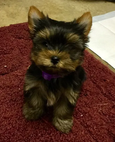 Yorkshire Terrier lindo demais