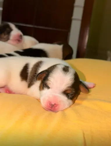 O cachorrinho do máscara 