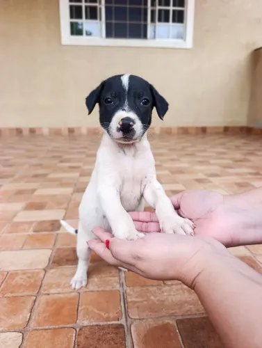 Doação de cachorro  MACHO