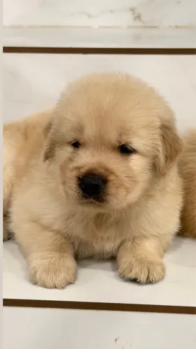 Golden Retriever filhotes Alto Padrão 