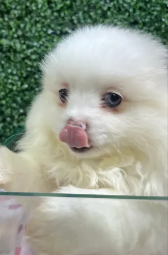 Lindos filhotes Spitz alemão e Lulu da Pomerania