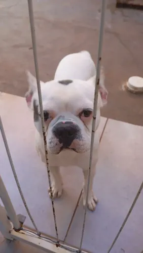 vende se um buldog francês