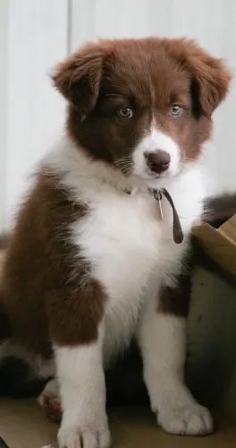 Super lindinho Border collie macho chocolate