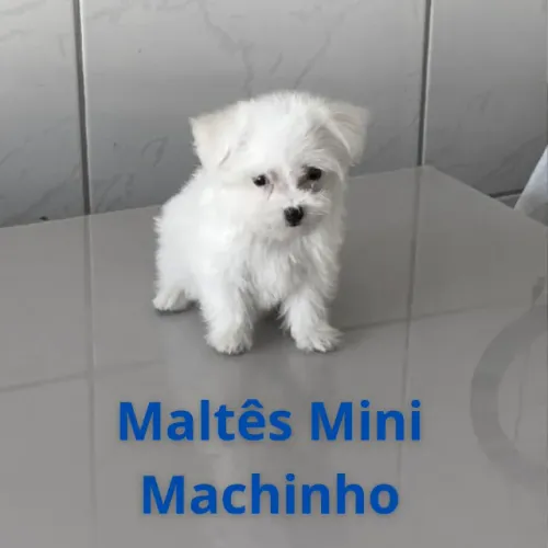 Lindo filhote de maltês machinho baby face