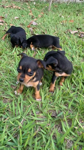 Pinscher 0 machos e fêmeas
