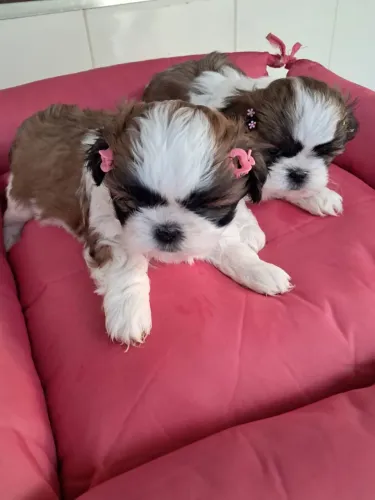 Venda shihtzu filhote