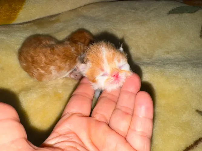 Gato Persa disponíveis pra reserva
