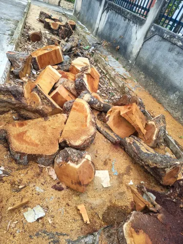 Tronco de madeira Jaqueira maciça