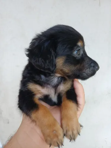 Maltês x poodle pequeno porte
