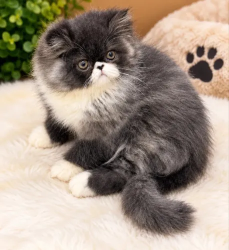 Gato persa
