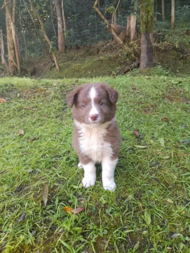Border collie chocolate 