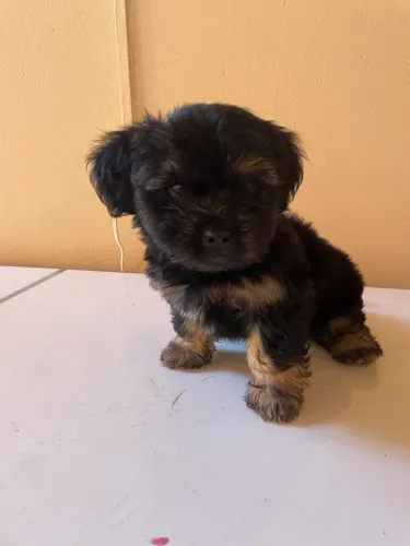 Filhote de cachorro raça misturada 