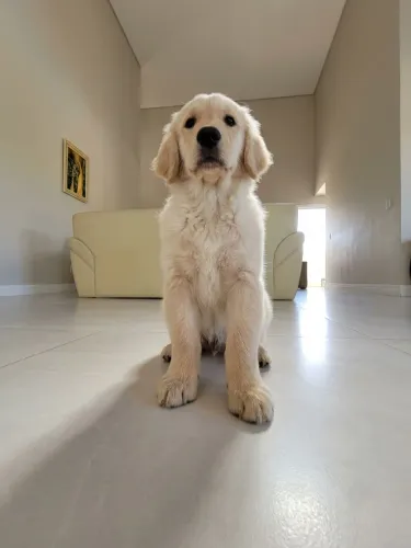 Golden Retriever machos!