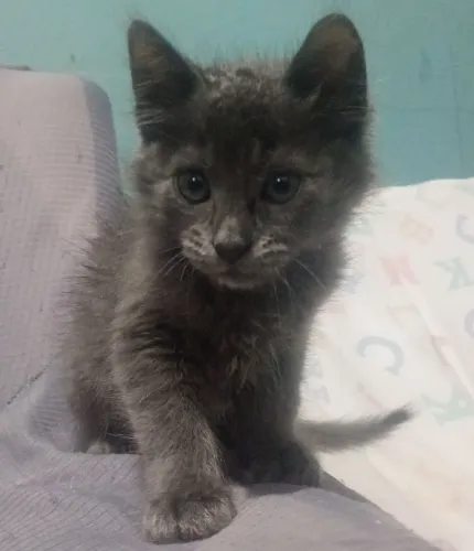 raça : Nebelung 