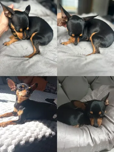Fêmea de pinscher