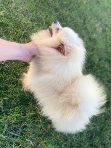 Spitz alemão fêmea 