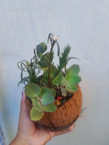 Plantinhas Suculentas no casco de coco