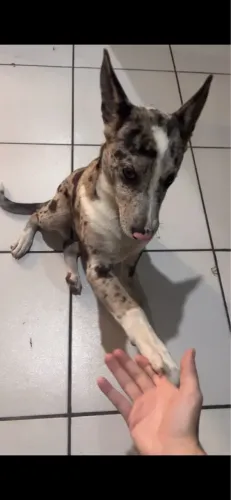 Doa-se filhote de border collie