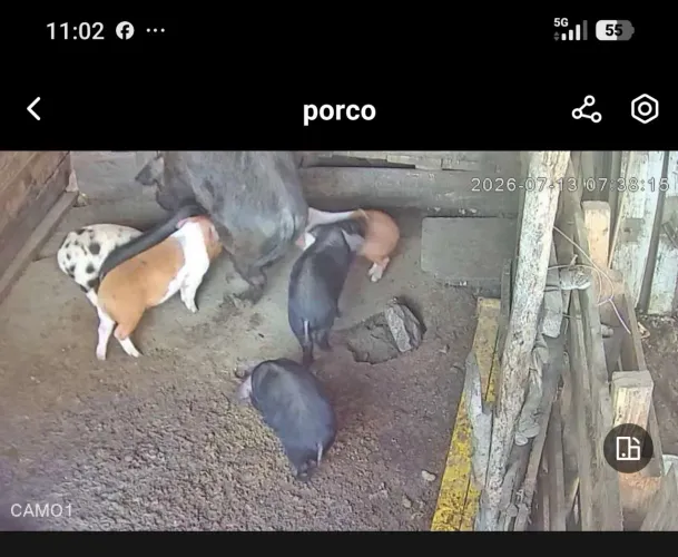 Vendo leitão de 10 kilos