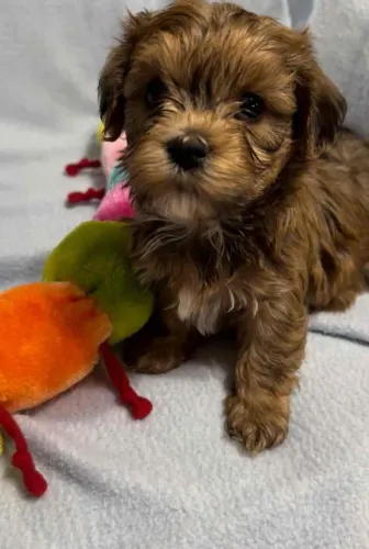 lindissimos peludinhos 