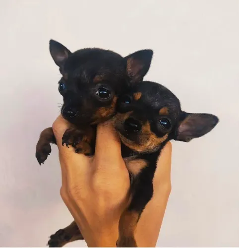 Pinscher zero lindos filhotes 