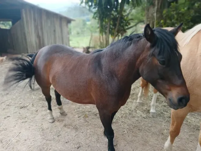 Petiça 7/8 quarto de milha