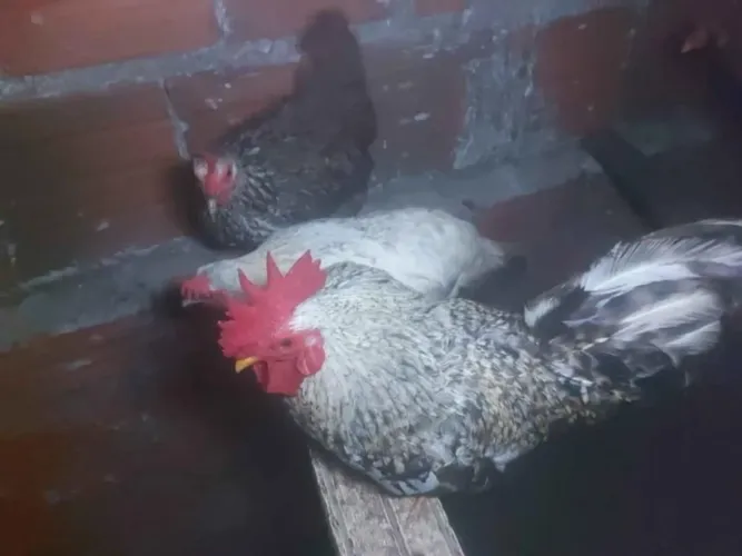 Galinhas Nagazaki e Nanicas 